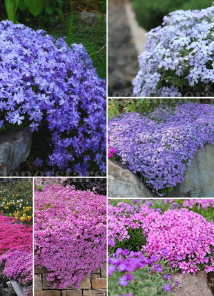 💐Vibrant Tapestry of Color ✨Creeping Phlox Seeds, Shibazakura Seeds