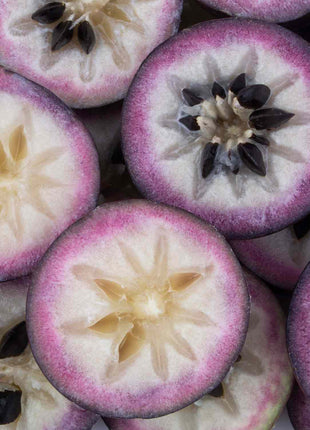 Star Apple Seeds