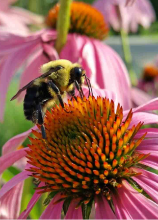 50Pcs RARE PURPLE CONEFLOWER SEEDS