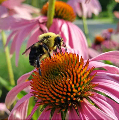 50Pcs RARE PURPLE CONEFLOWER SEEDS