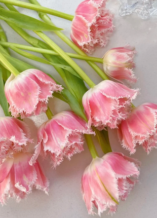 Bonsai Rare Color Tulip Seeds