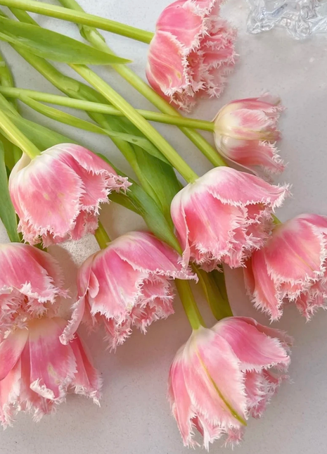 Bonsai Rare Color Tulip Seeds