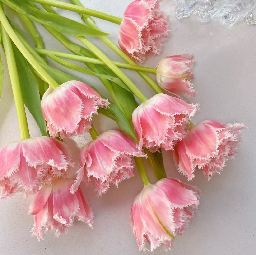 Bonsai Rare Color Tulip Seeds