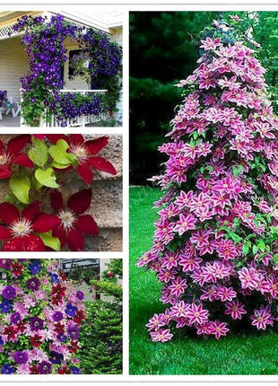 Egrow 50Pcs Clematis Flower Seeds Perennial Vines Climbing Clematis Plant Seed Garden Decoration