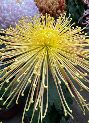 Rare Golden Chrysanthemum Seeds-Longevity Flower💞
