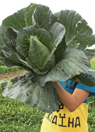 Cabbage Caraflex F1 Organic