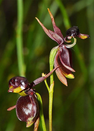 Flying Duck Orchid-Rare flower seed