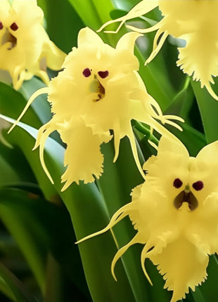 🦊Multicolor Cat Face Orchid Seeds