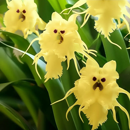 🦊Multicolor Cat Face Orchid Seeds