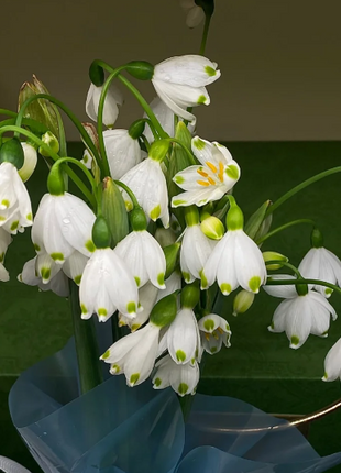 🌼Snowdrop Flower Seeds—Symbol Of Hope