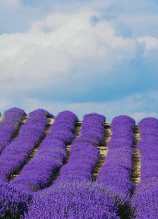 Lavender Seeds Purple Blooming