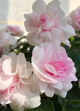 Pink Double Camellia Impatiens Sweet Princess Seeds