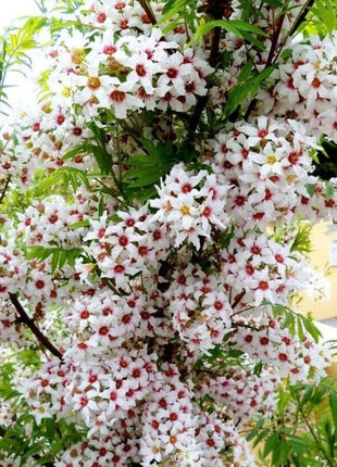 Xanthoceras Sorbifolia, Raintree Flower Seeds
