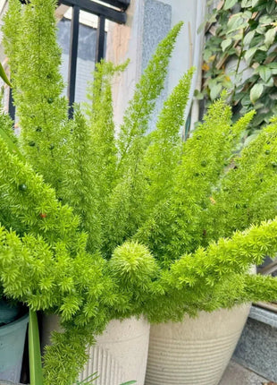 Asparagus Meyeri 'Foxtail Fern' Seeds