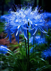 10 Bulbs / Blue