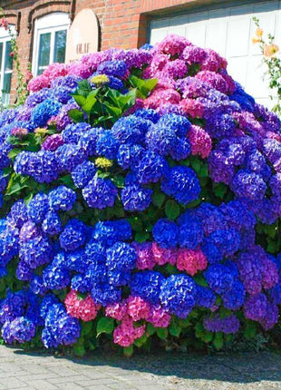 Hydrangea Seed: Unlock Nature's Beauty