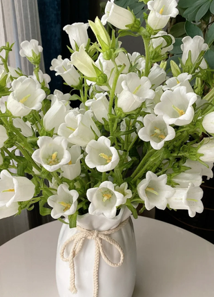 Campanula-Blessings From Afar