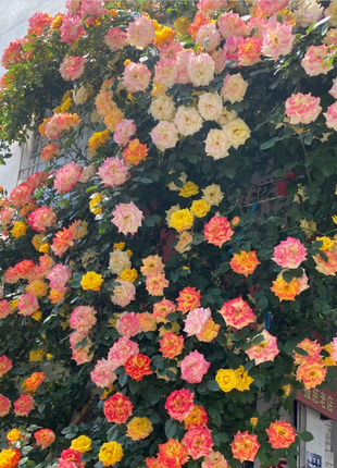 Climbing Rainbow Rose Seeds