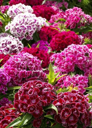 Sweet William Seeds - Tall Double Mix