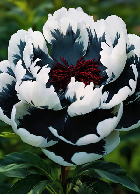 Rare Multicolored Peonies Seeds