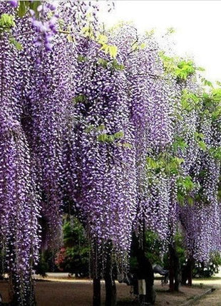 20Pcs Purple Wisteria Flower Seeds Wisteria Sinensis DIY Home Garden Yard Plant