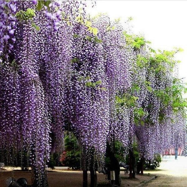 20Pcs Purple Wisteria Flower Seeds Wisteria Sinensis DIY Home Garden Yard Plant