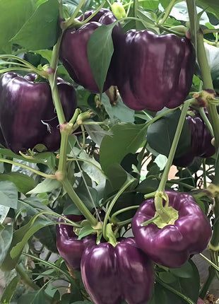 Rainbow Sweet Bell Pepper Seeds