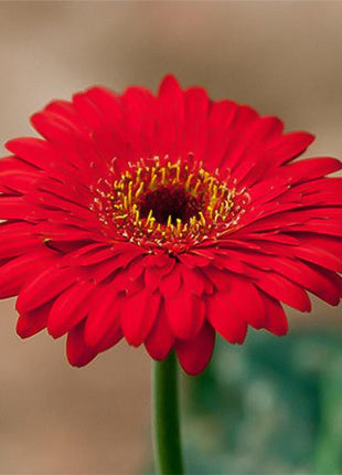 Red gerbera chrysanthemum seeds, sunflowers