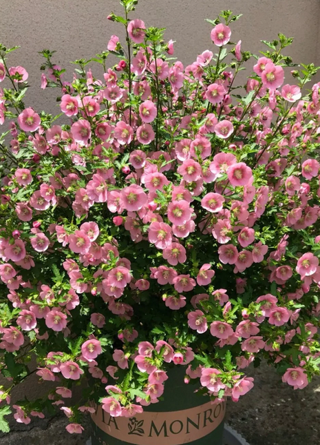 🌸Little Hibiscus Syriacus Seeds