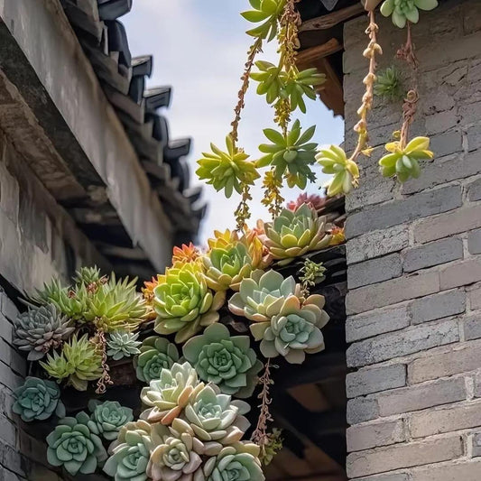 Rare 300pcs Mixed Succulent Seeds – Easy to Grow, Vibrant, Colorful, and Unique Plants for Your Garden, Home Pots, and Decor