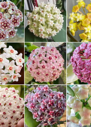 ⭐️Hoya Carnosa Flower Seeds 丨Star-shaped Flower Ball