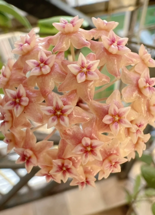 ⭐️Hoya Carnosa Flower Seeds 丨Star-shaped Flower Ball