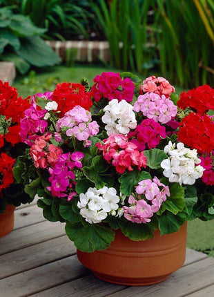 Geranium Maverick MIX