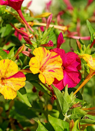 Marvel of Peru Four O' Clock Seeds | Garden Flower Broken Color Changing Transform Pink Rainbow Plant Leaf Seed 2022 Season Fast Shipping