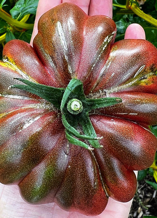 Multicolor Tomato Seeds-No Gmo