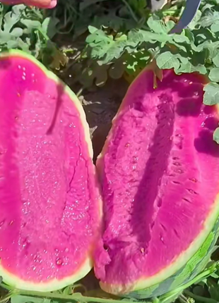 Pink Mist Watermelon Seeds🍉✨