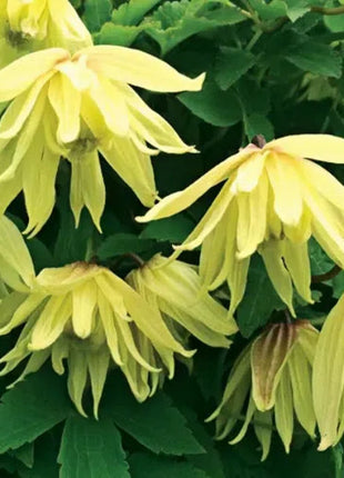 Clematis Macropetala