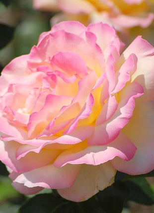 Peaceful Roses - The Messenger of Peace