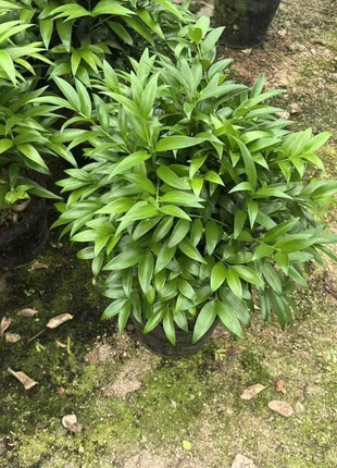 Lucky Bamboo Cypress Seeds – Indoor Live Houseplants for Home Décor, Low-Light Bamboo Plant, Feng Shui Good Luck Plant