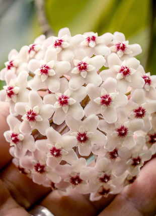 ⭐️Hoya Carnosa Flower Seeds 丨Star-shaped Flower Ball