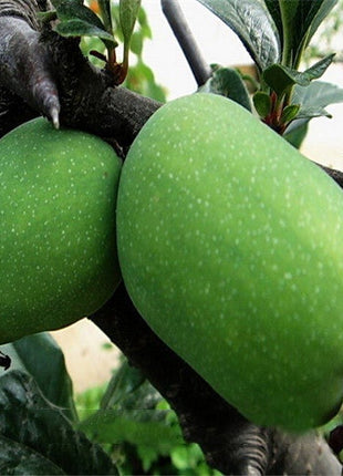 Delicious Green Papaya Seeds