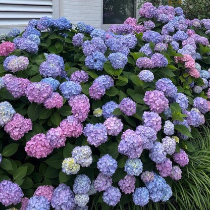 200pcs Mixed Hydrangea Seeds – Soft Pastel Blooms for Romantic Garden Corners & Pots