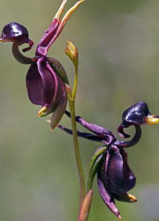 Flying Duck Orchid-Rare flower seed
