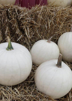Pumpkin Cotton Candy