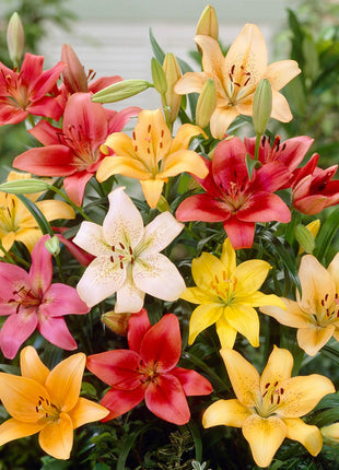 Multicolor Lily Seeds