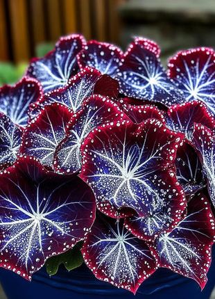 🌺Phantom Begonia 🌺