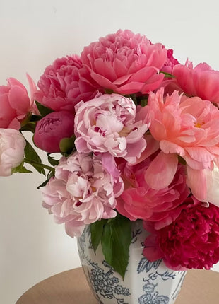 Paeonia Lactiflora Bonsai Plant Home Garden