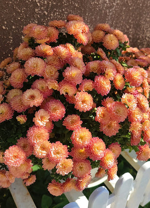 🌸Candy Chrysanthemum Seeds