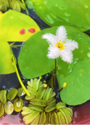 Hydroponic Plants Water Snowflake