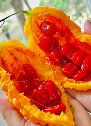 Lai Grape Seeds for Garden Bitter Gourd Seeds